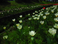 せせらぎ緑道チューリップ