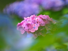 薬師池公園の紫陽花