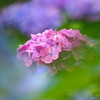 薬師池公園の紫陽花