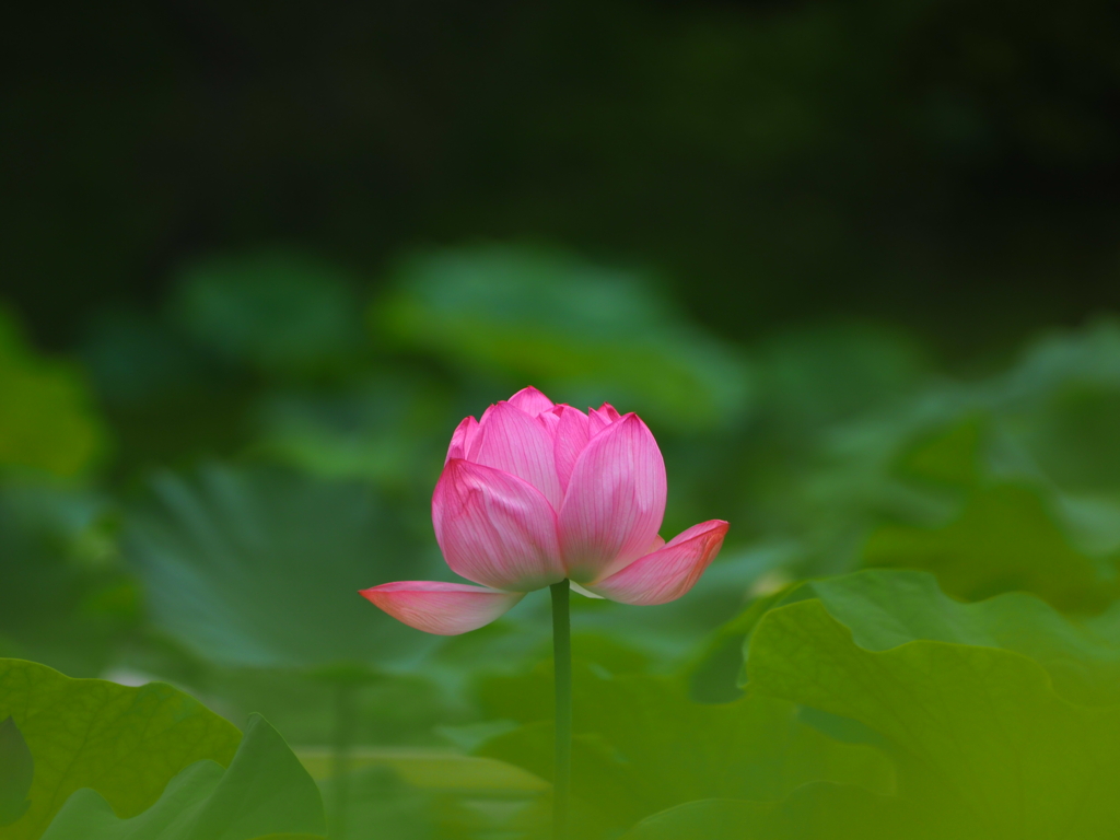 薬師池公園の蓮