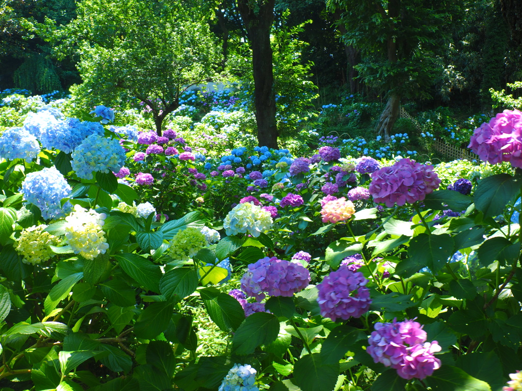 川崎妙楽寺紫陽花
