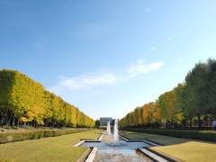 昭和記念公園イチョウ