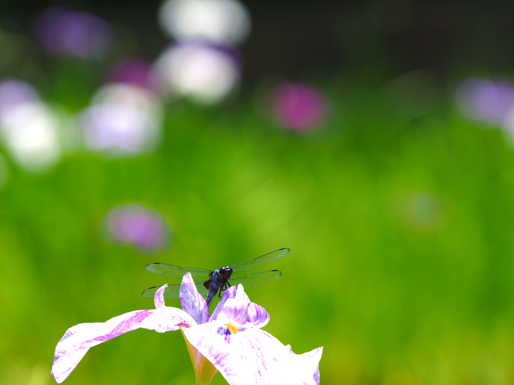 トンボと菖蒲