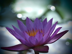 神代植物公園の熱帯睡蓮