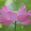 府中の蓮