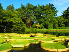 神代植物公園パラグアイオニバス