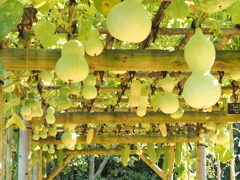 神代植物公園のひょうたん