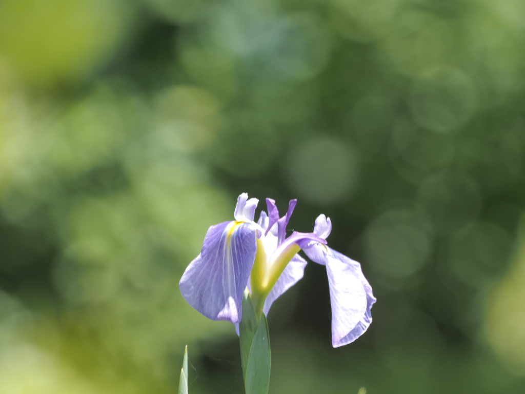 薬師池の菖蒲
