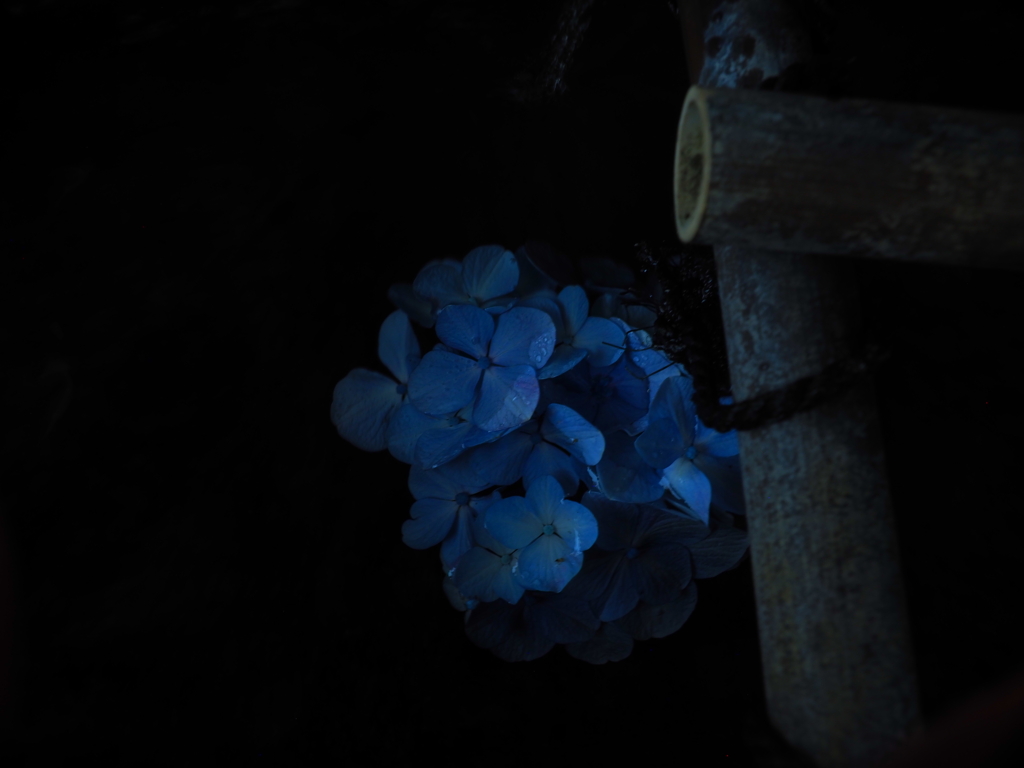 水中花