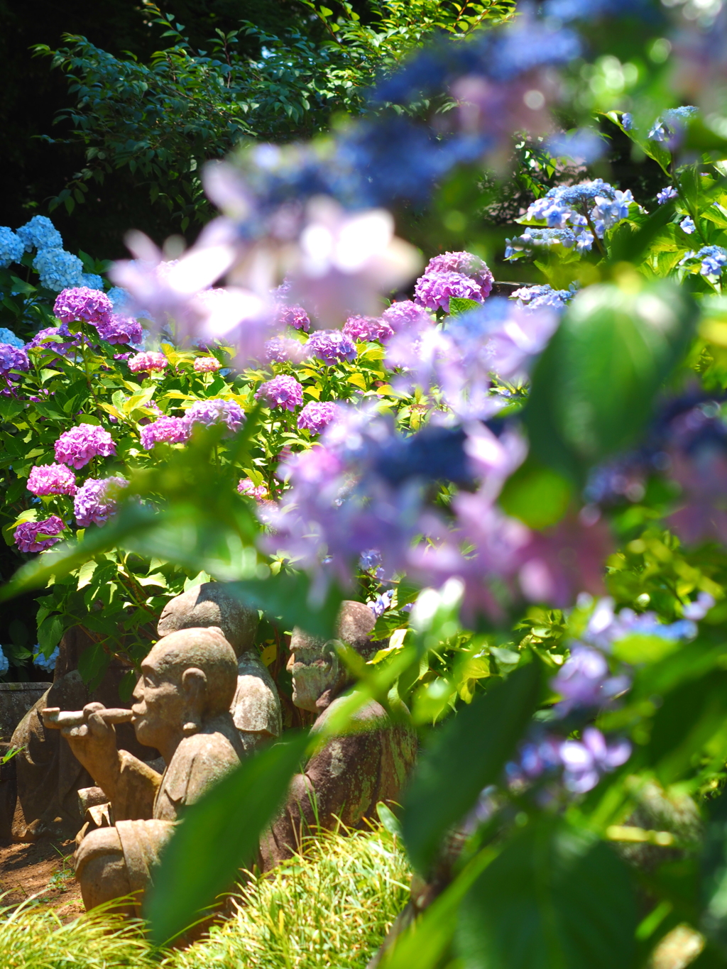 羅漢像と紫陽花