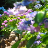 羅漢像と紫陽花