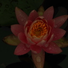 雨あがり睡蓮