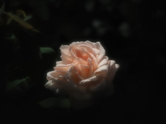 生田のバラ