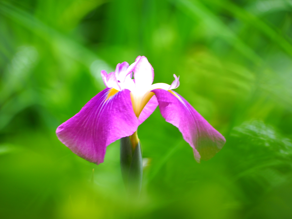 薬師池公園の菖蒲