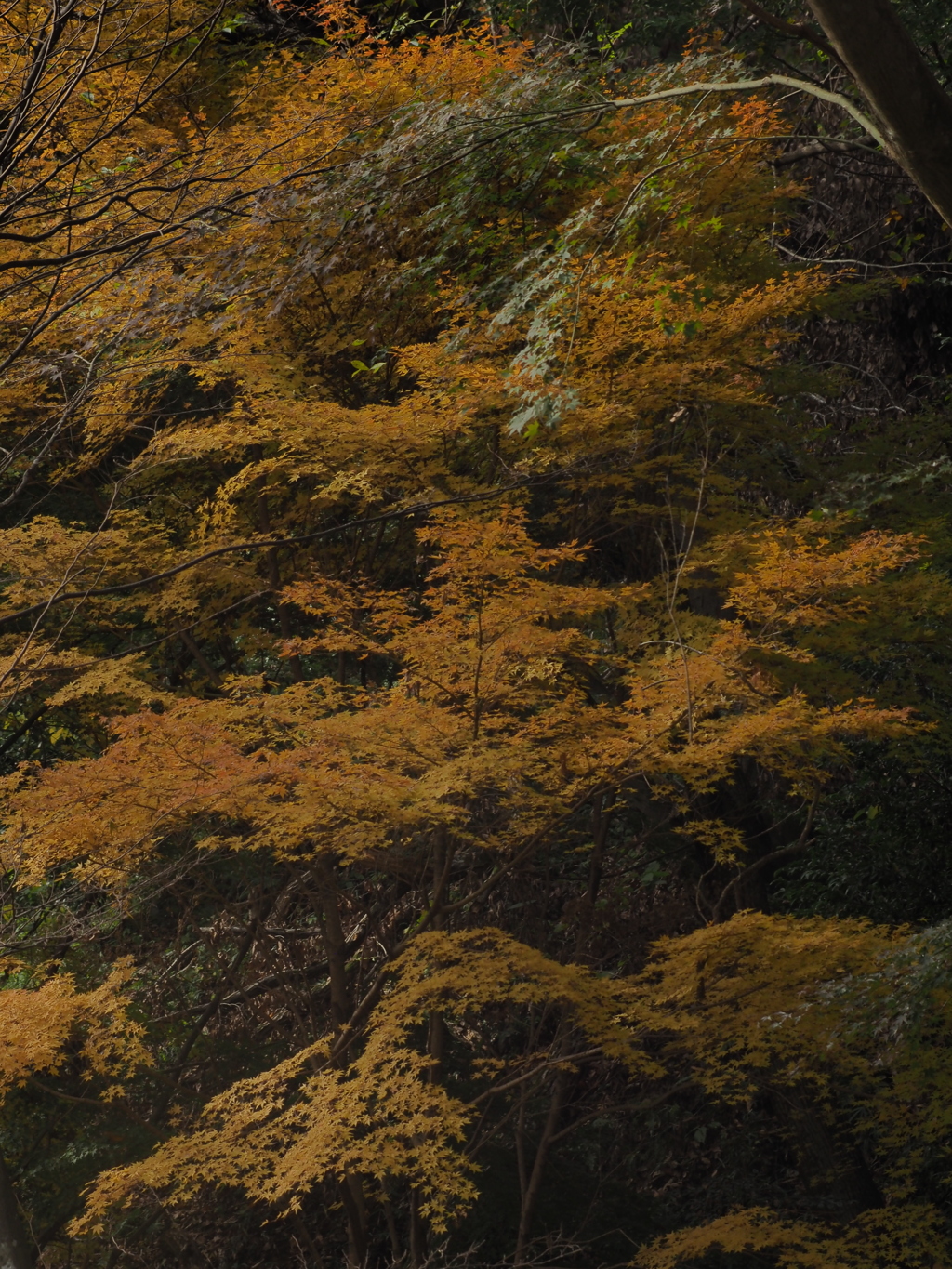 薬師池公園紅葉
