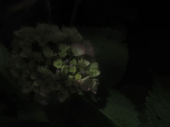 今年初多摩川台紫陽花