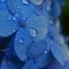 雨あがり紫陽花