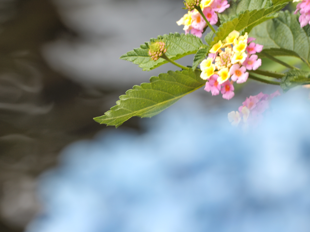 せせらぎ遊歩道の紫陽花