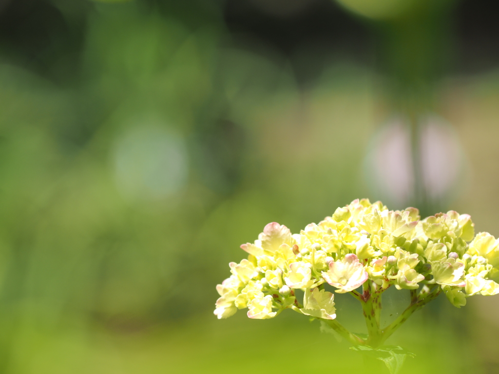 薬師池の紫陽花