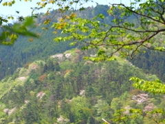 天狗山山桜