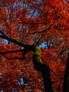 殿ヶ谷戸庭園紅葉