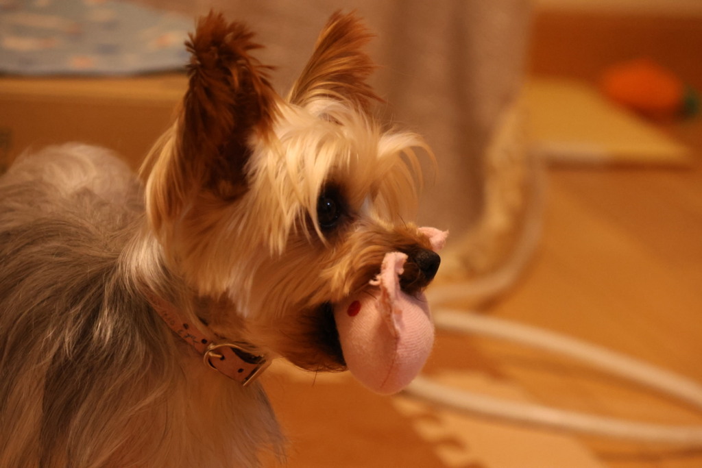 20231129203755_6E6A9958