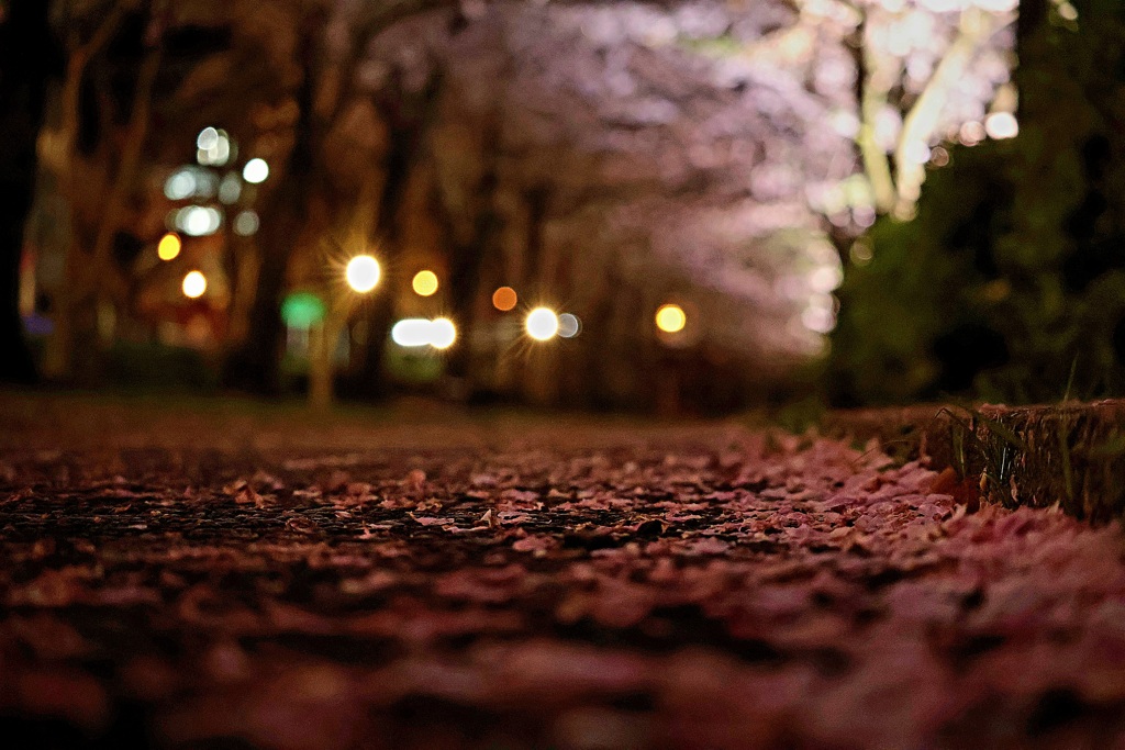 桜の花道