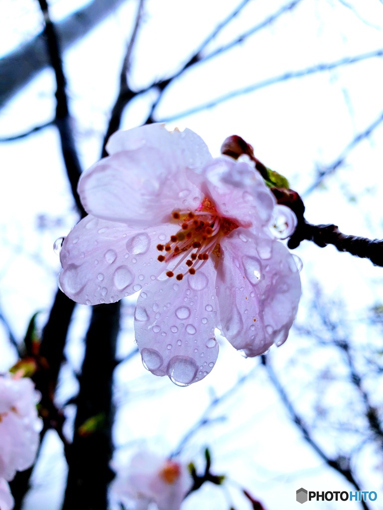 雨の日のお花見