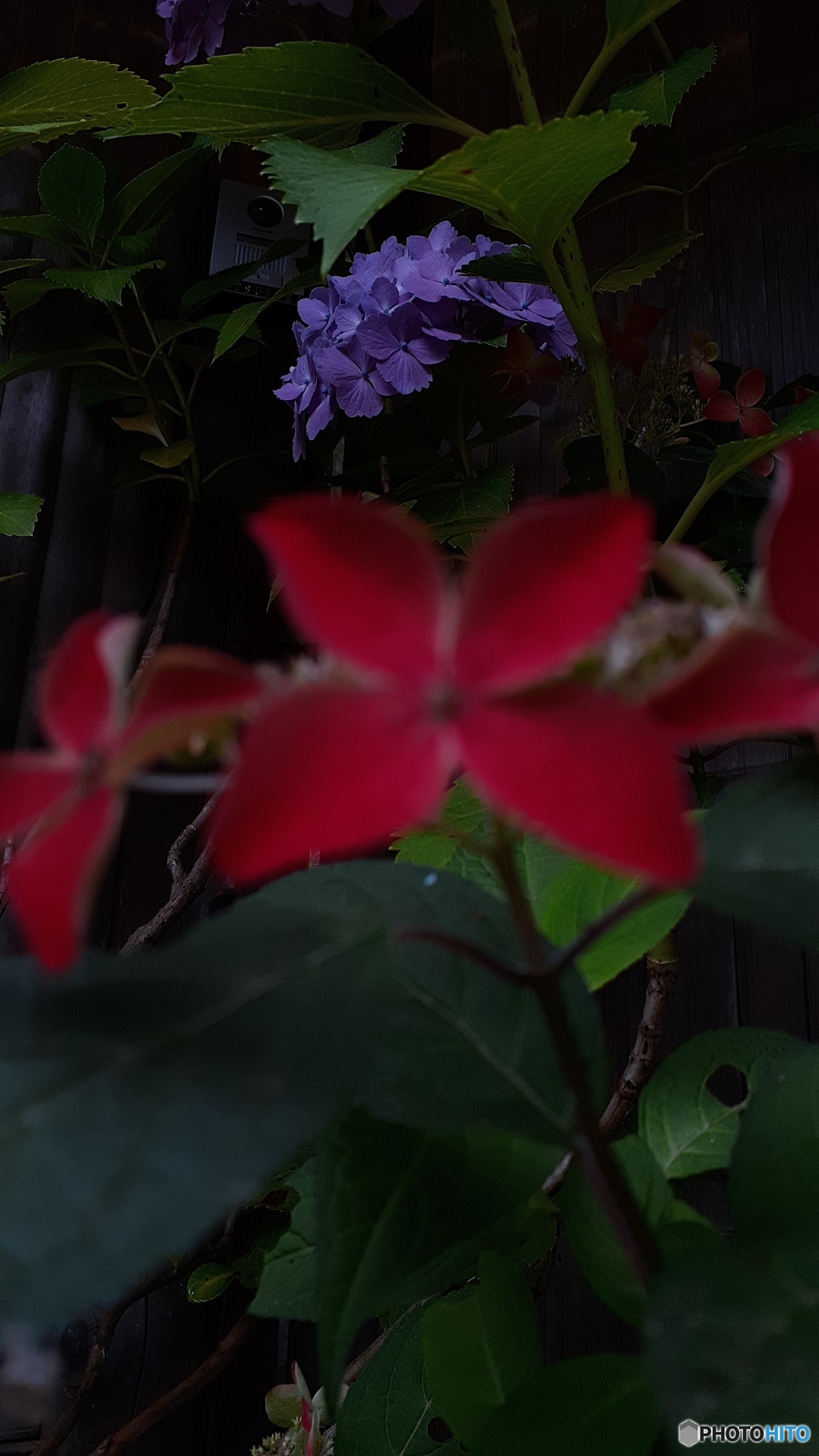 朝顔