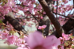 河津桜