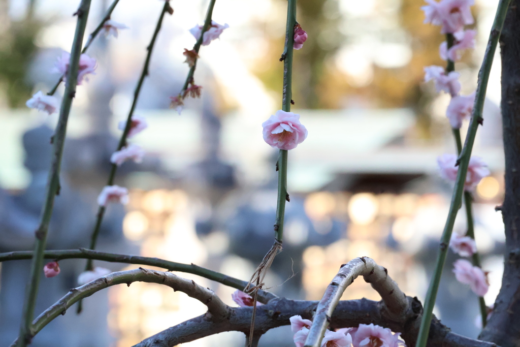 しだれ梅･･･バックは絵馬