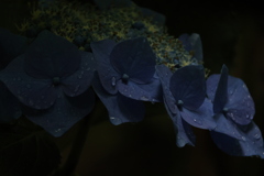 雨に濡れて…