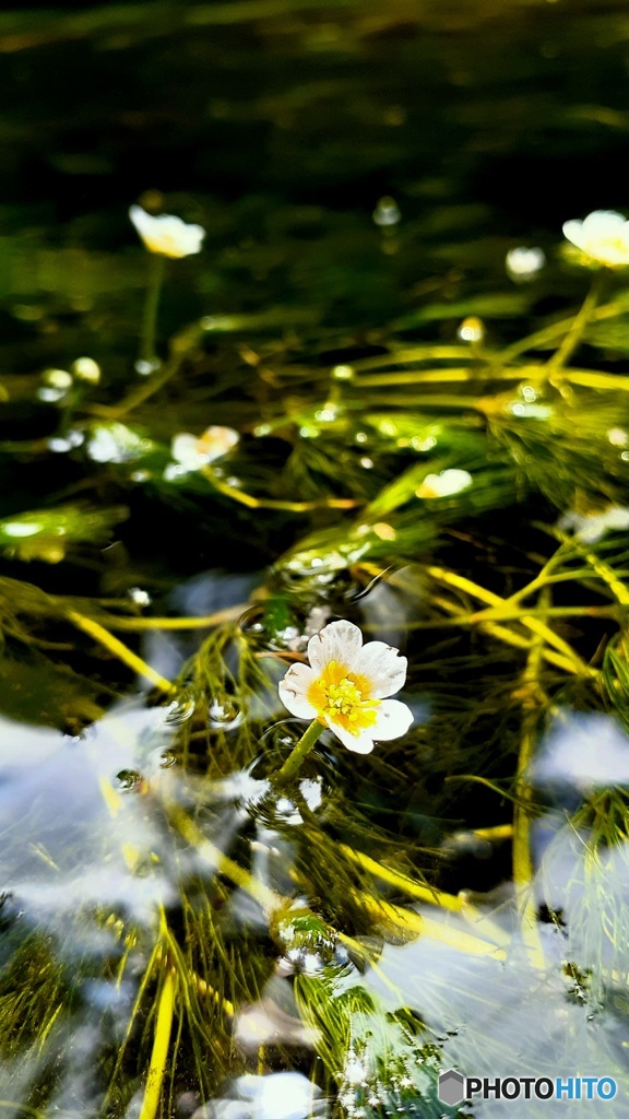 梅花藻