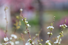 河津桜を背に