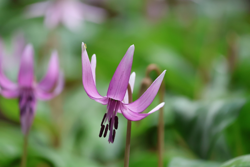 妖精に会いに･･･