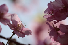 河津桜