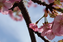 河津桜