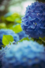 山に咲く紫陽花
