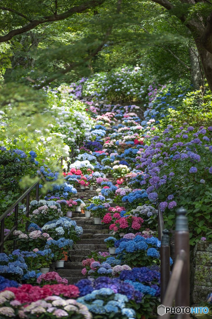 長谷寺 紫陽花
