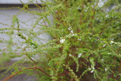 Yuki willow beginning to bloom 