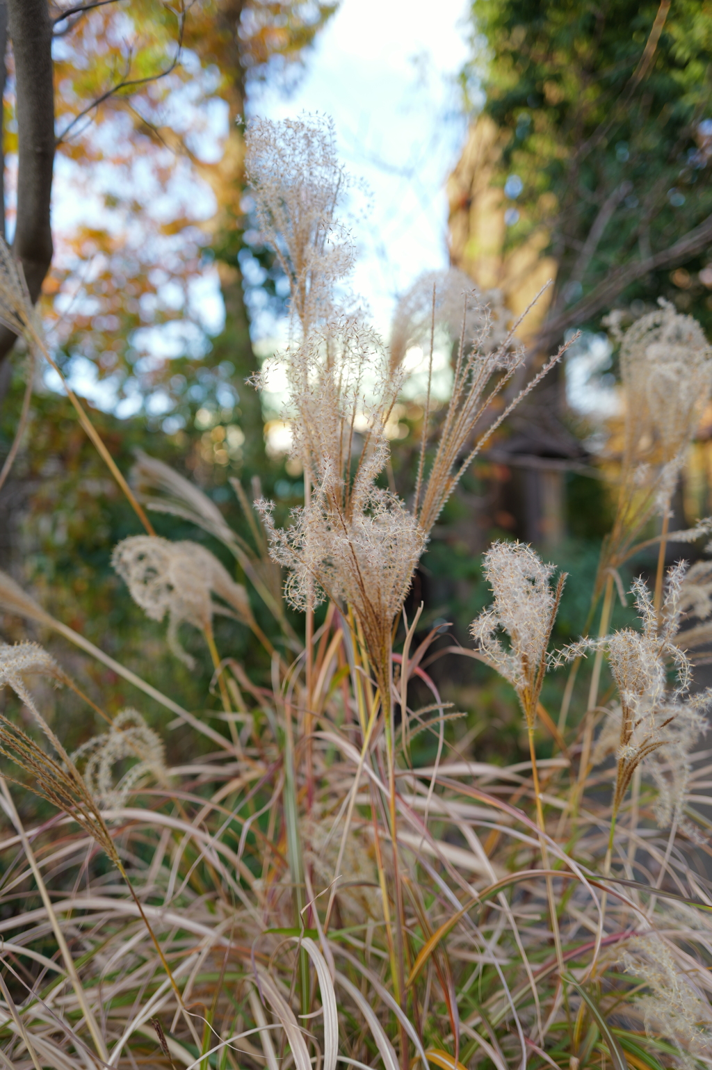 Pampas grass in the park nearby 