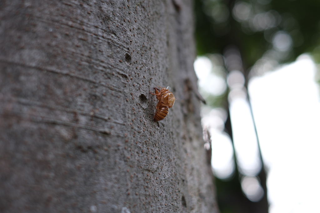 Cicada and summer have come together. 