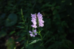 False dragonhead 