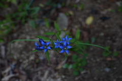 公園の日陰にリンドウ