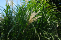 Faint sign of autumn 