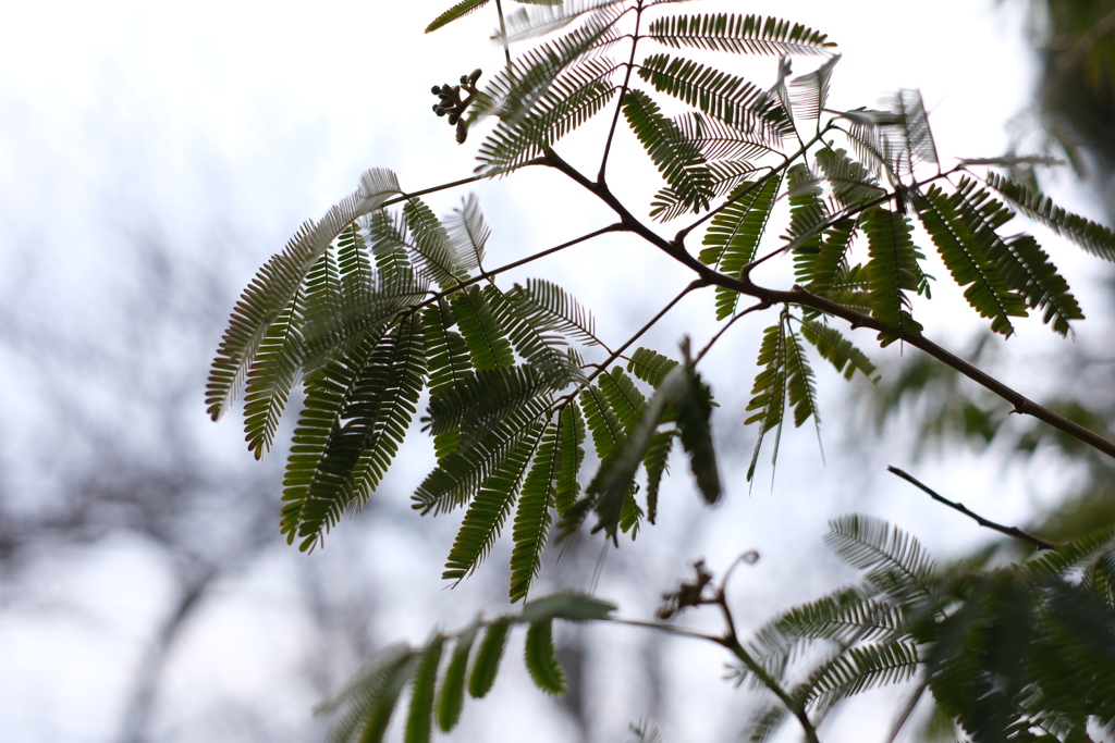 Wild tamarind 