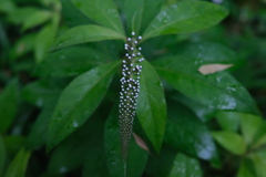 雨の朝にオカトラノオ