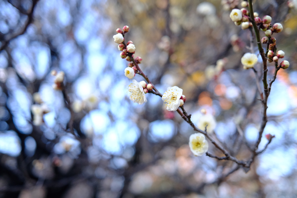 Signs of early spring 