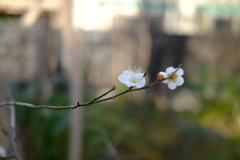 White plum  blossom 