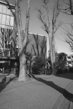 Trees and their shadows in the morning 